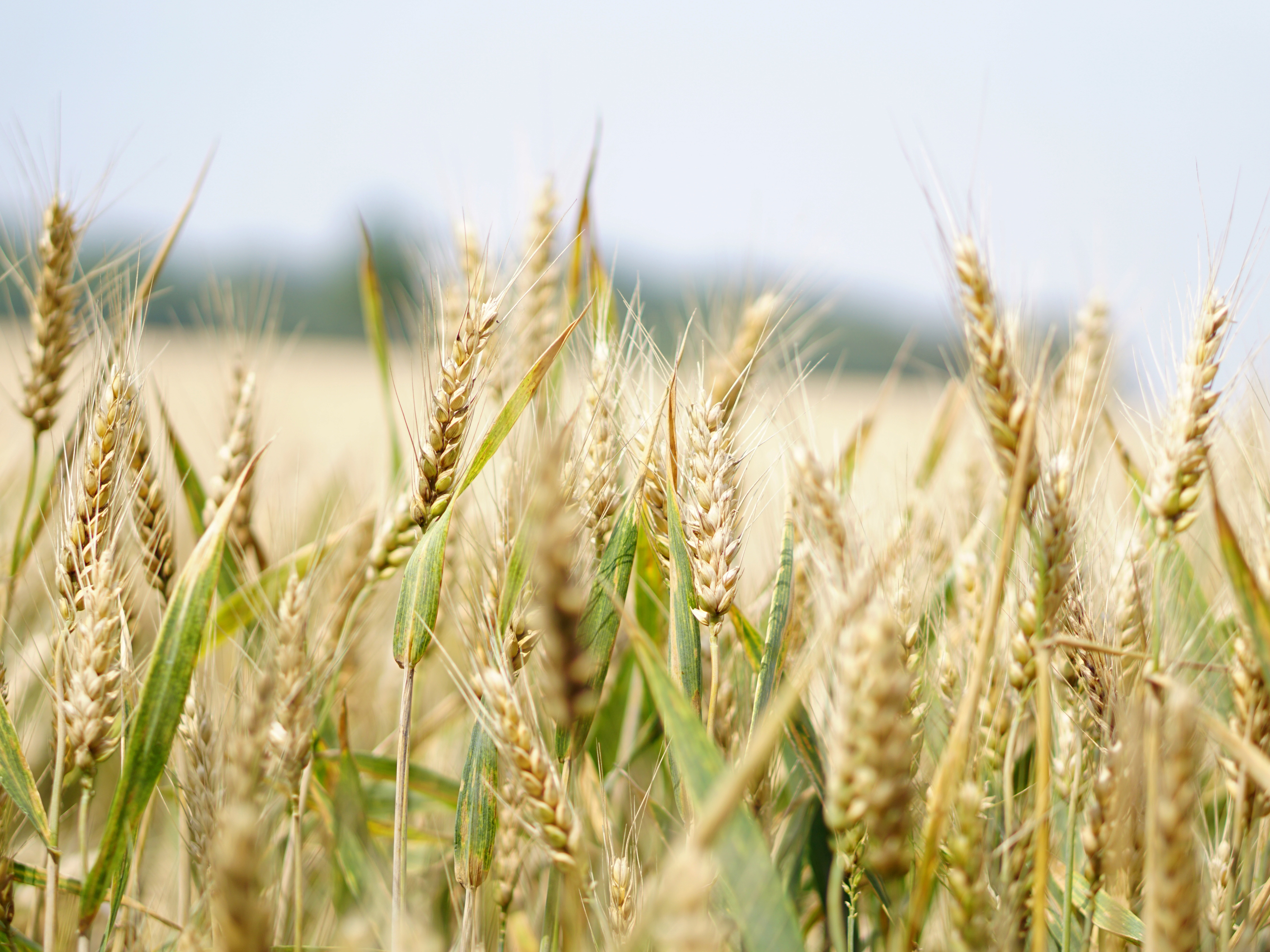 Wheat kernels in a field. Photo: Pexels.