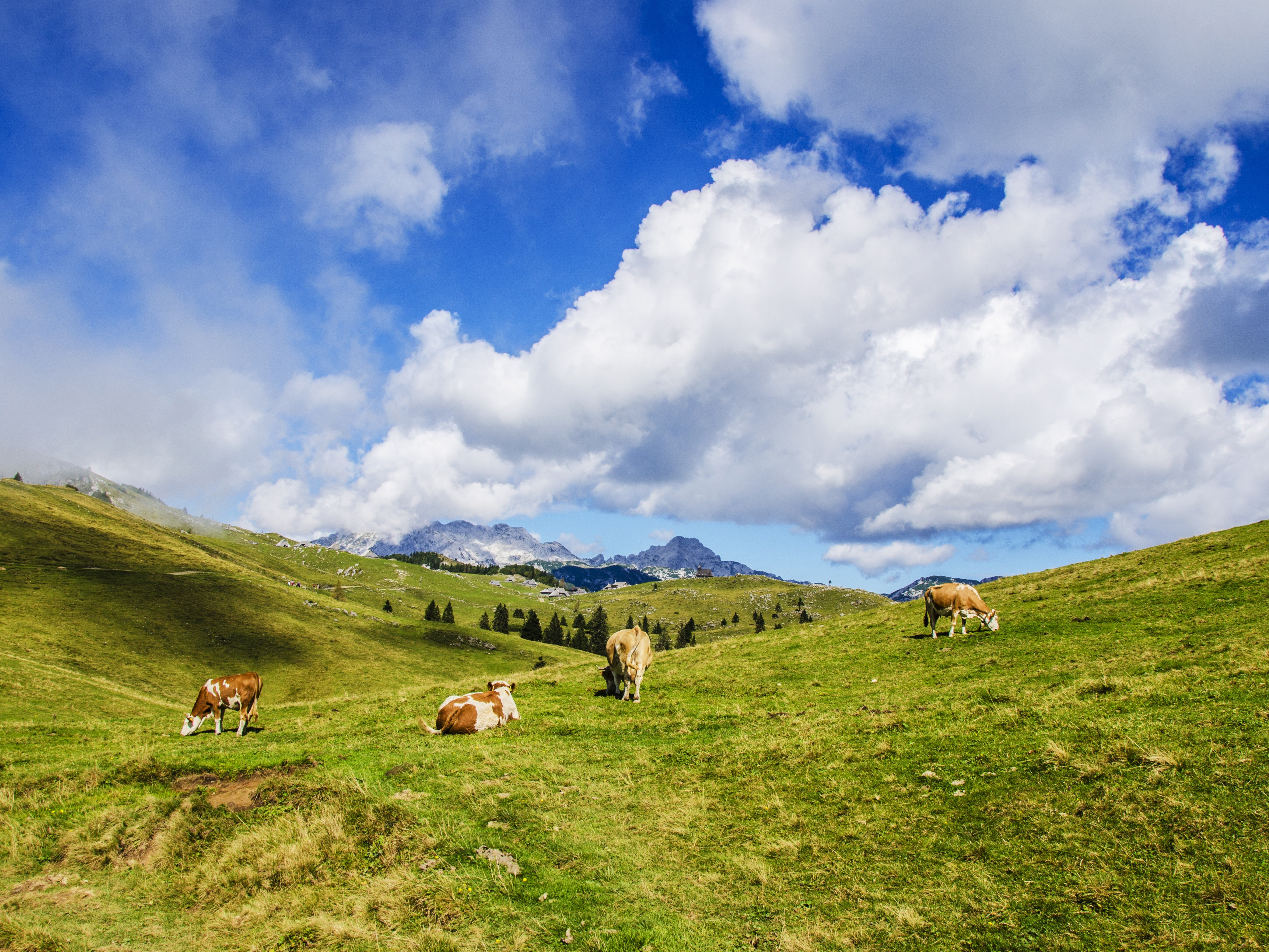 1214 Cows
