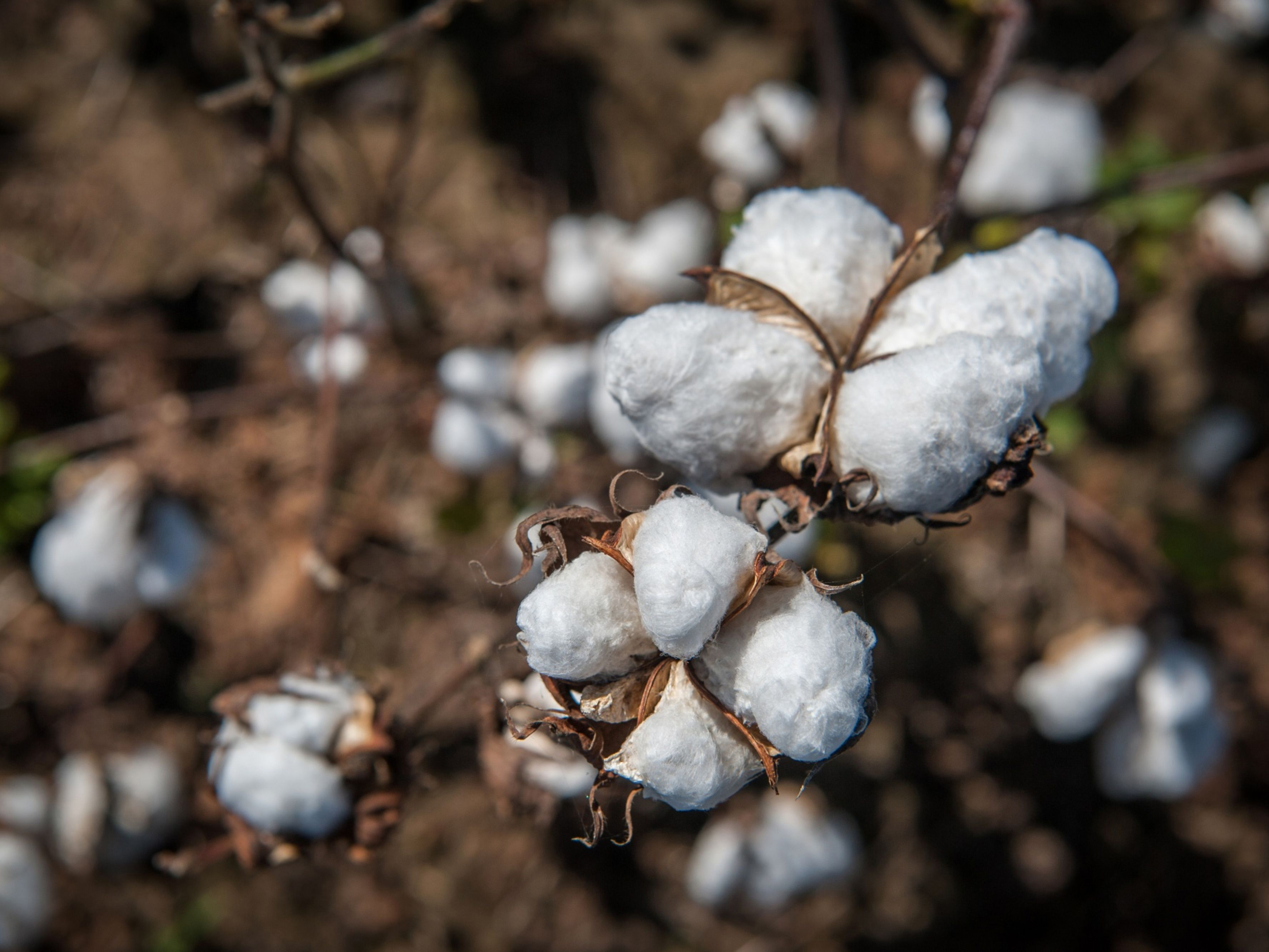Cotton ready for harvest. Photo: Bloomberg.