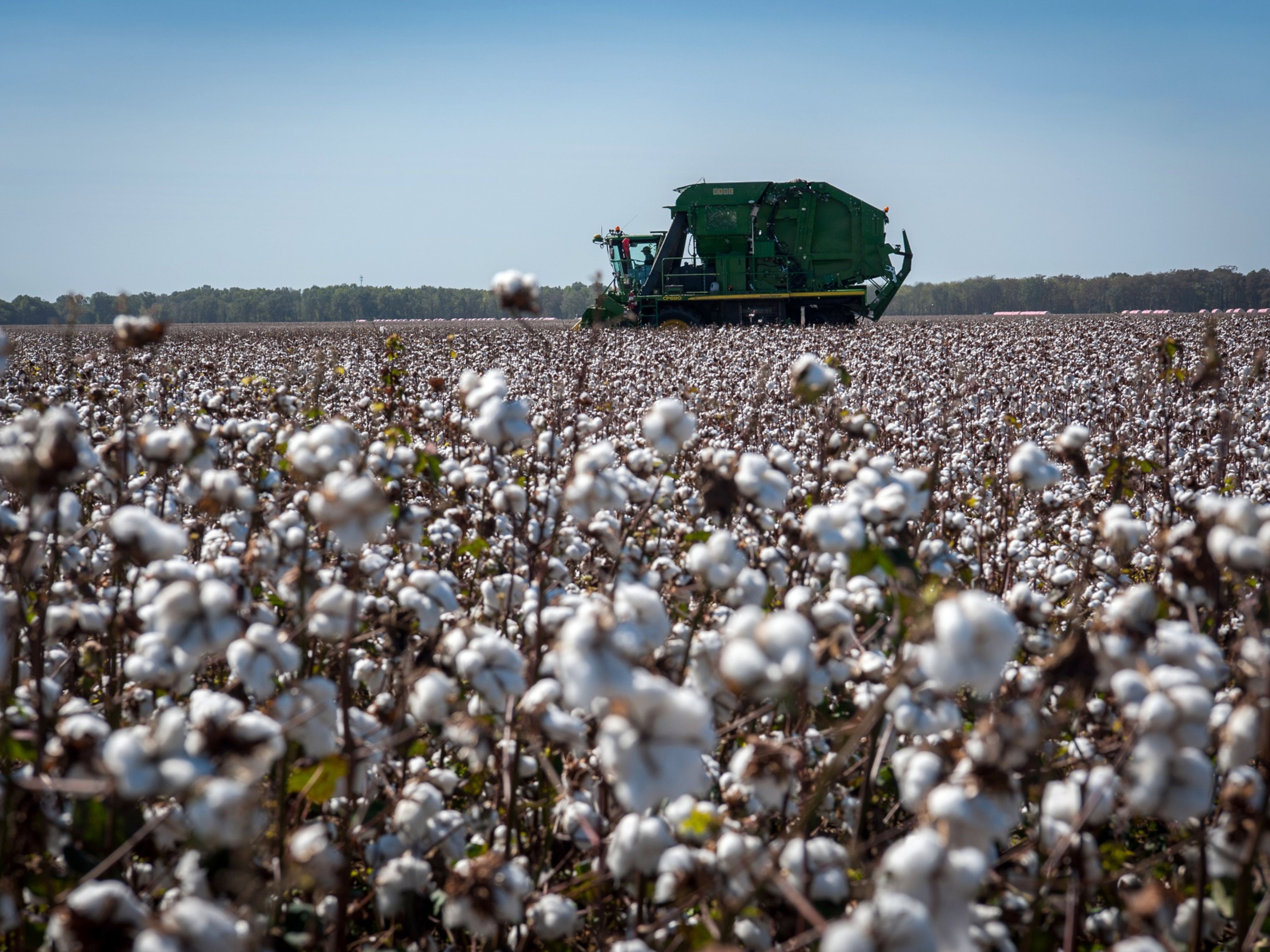 A cotton picker harvests a crop. Photo: Bloomberg.