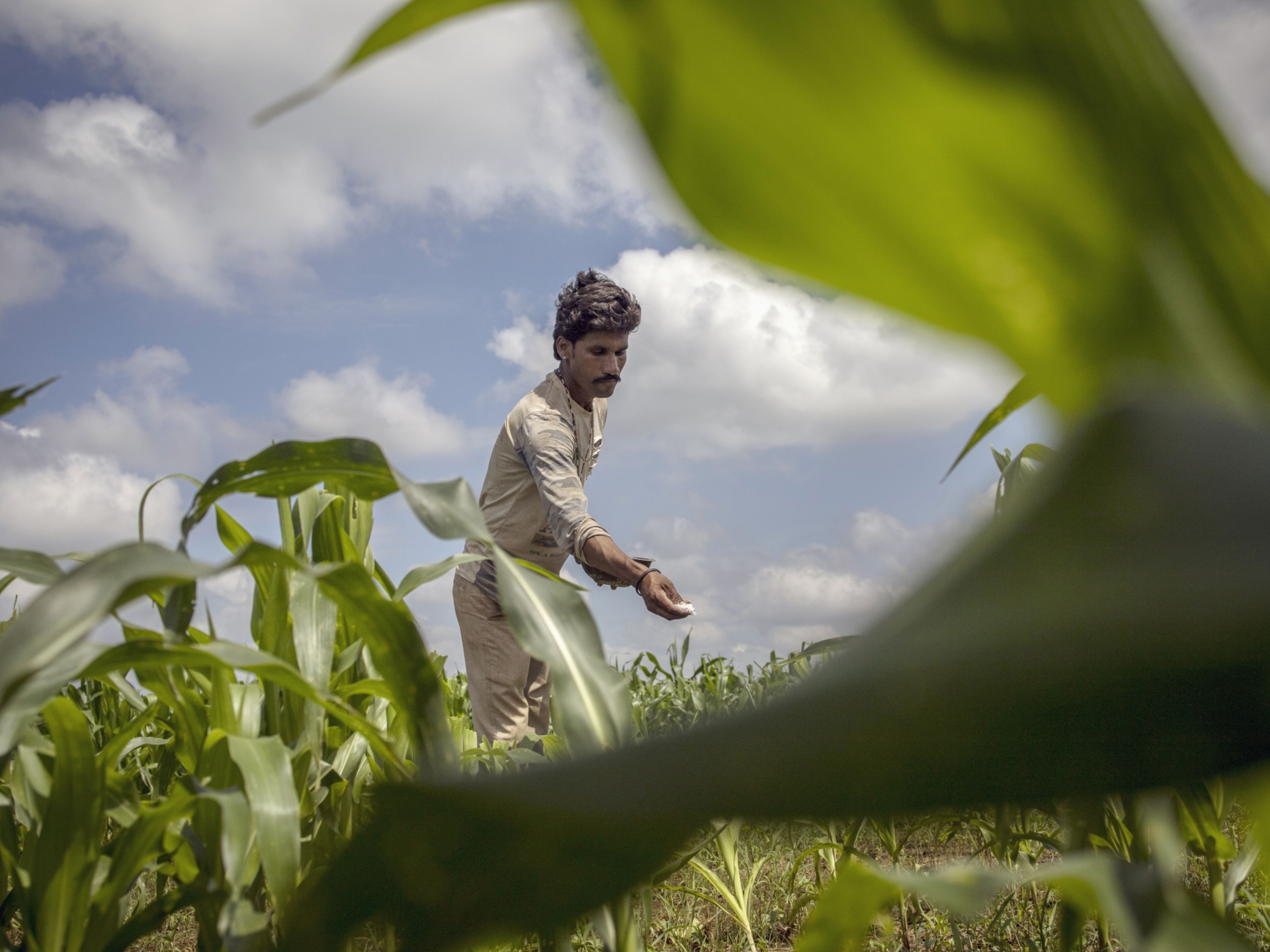 A farmer fertilizes his crop in Guna, Madhya Pradesh, India. Photo: Bloomberg.