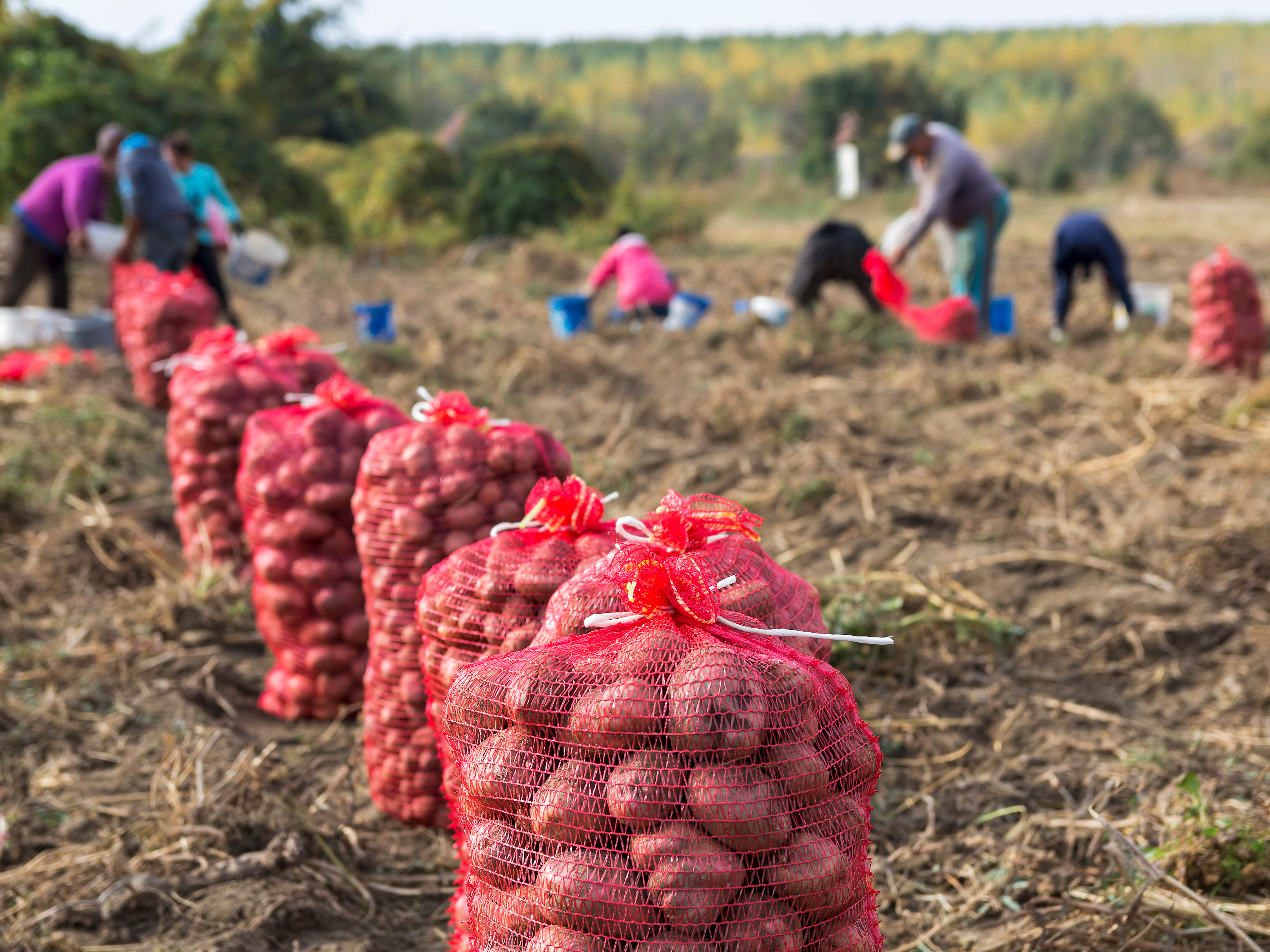 Farm workers harvest potatoes. Photo: Getty Images.