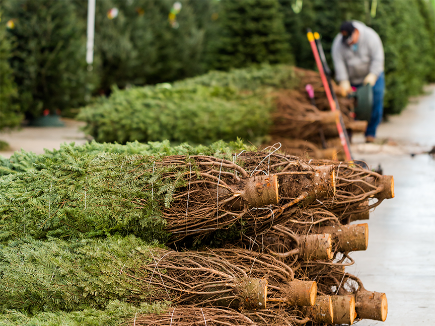 Christmas trees are stacked in a farm house. Photo: Getty Images.