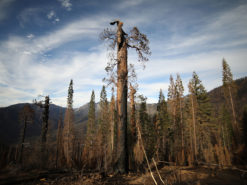 A dead giant sequoia tree after a wildfire in Sequoia National Forest, California. Photo: Bloomberg.