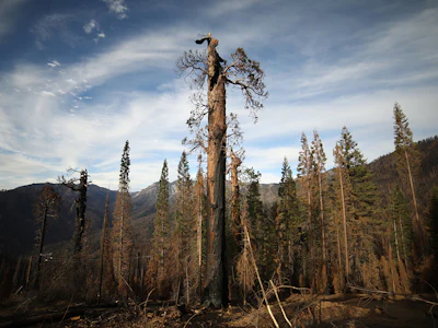 A dead giant sequoia tree after a wildfire in Sequoia National Forest, California. Photo: Bloomberg.