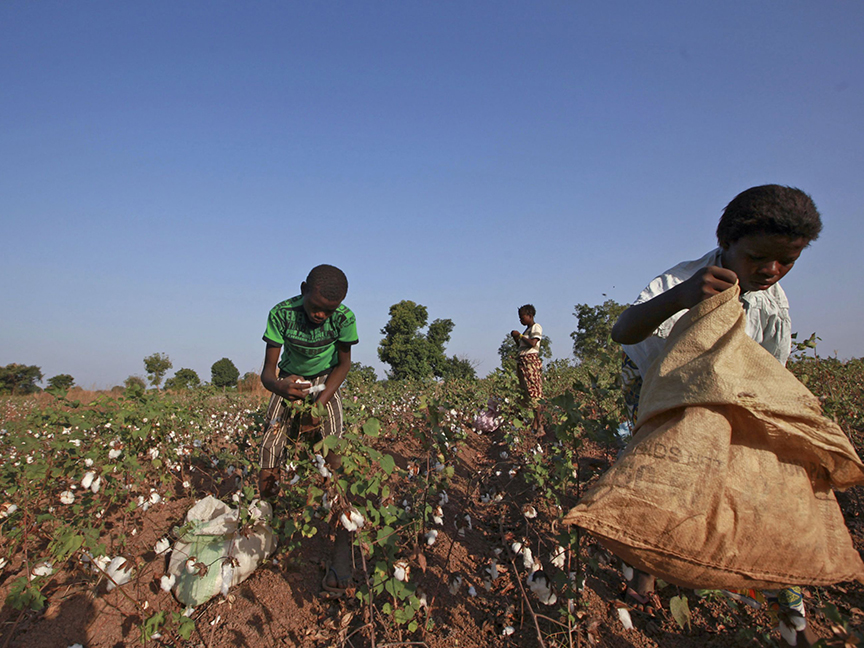 Child laborers harvest fair-trade organic cotton in a field near Benvar, Burkina Faso. In Burkina Faso, one of the poorest countries in the world, lucrative premiums for organic and fair traden cotton has — perversely — created incentives for exploitation. Photo: Bloomberg.