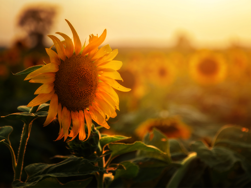 Sunflowers in a field at dusk. Photo: Getty.