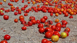 Spilled Tomatoes I Stock 498079313