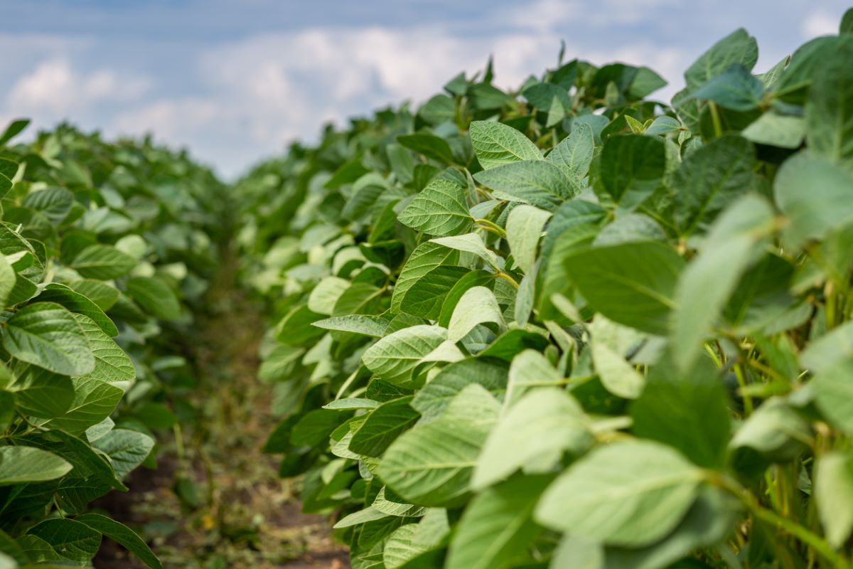 Soy Plants I Stock 1311291415