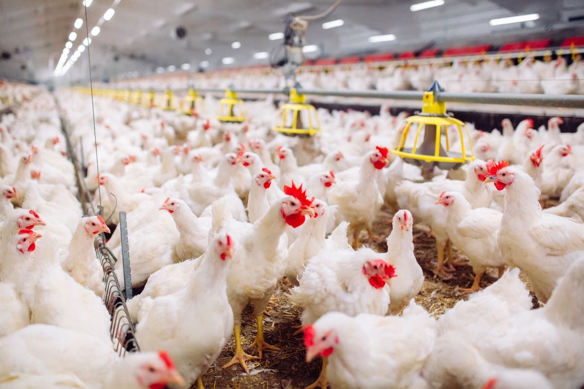 Photo: iStock / davit85