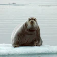 Photo: iStock.com/atese