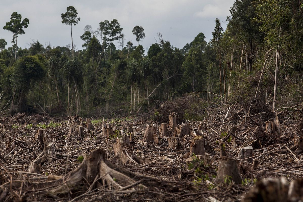 A view of stumps in a recently deforested natural forest located in the concession of PT RAPP (Riau Andalan Pulp and Paper), a subsidiary of APRIL group which is being developed for a pulp and paper plantation at Pulau Padang, Kepulauan Meranti district on July 11, 2014. Photo: Bloomberg/Ulet Ifansasti/Getty Images