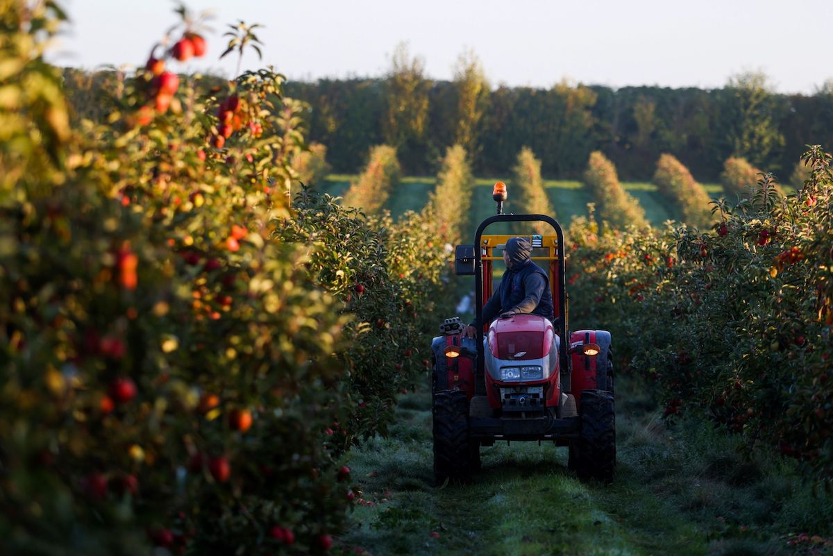 A farmer drives a tractor through an apple orchard on a farm in Faversham, UK, on Oct. 18, 2022. Photo: Bloomberg