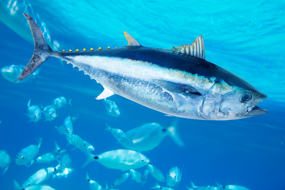 Photo: iStock.com/LUNAMARINA