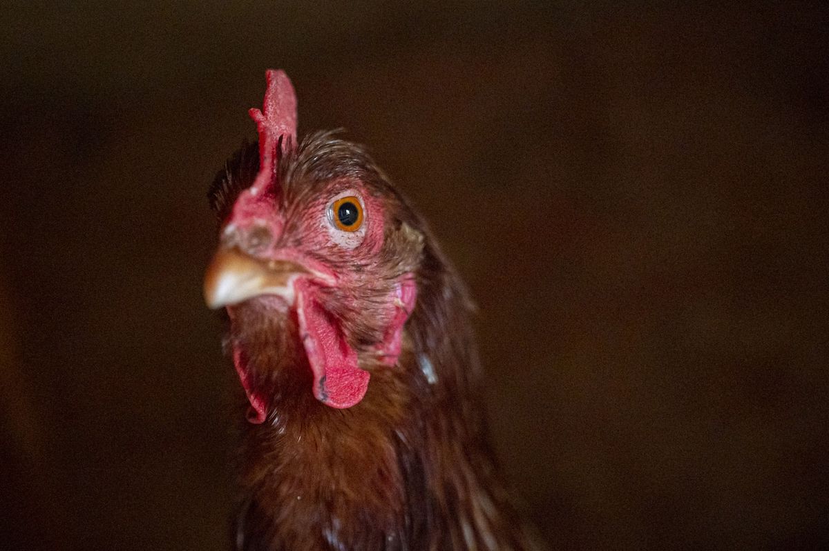 Briones, California. February 2023. Photo: David Paul Morris/Bloomberg