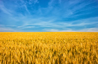 Photo: iStock.com/alzay