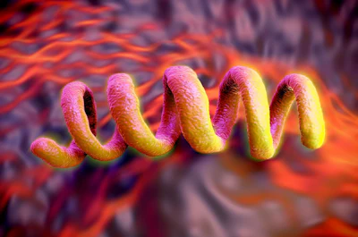 Treponema pallidum bacterium. Image: iStock.com/Peddalanka Ramesh Babu