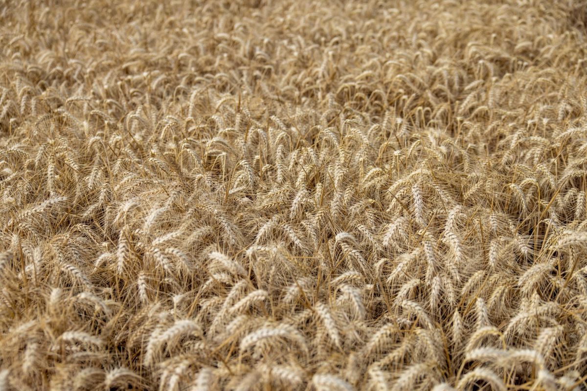 Chelmsford, U.K. August 2022. Photo: Hollie Adams/Bloomberg