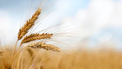 Photo: iStock.com/xalanx