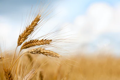 Photo: iStock.com/xalanx