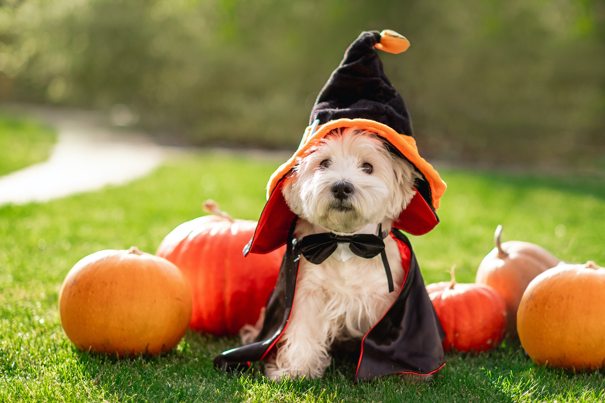 Photo: iStock.com/Lakshmi3