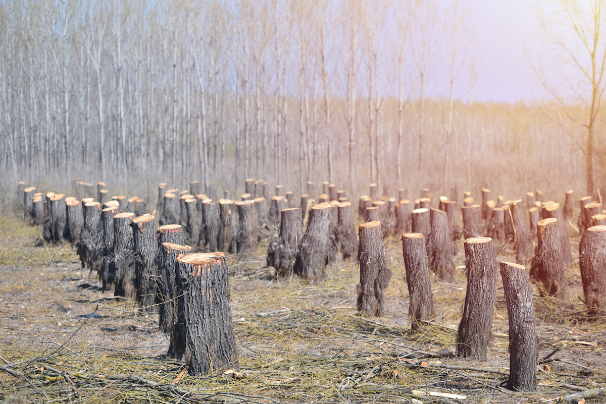 Photo: iStock.com/Daniel Chetroni