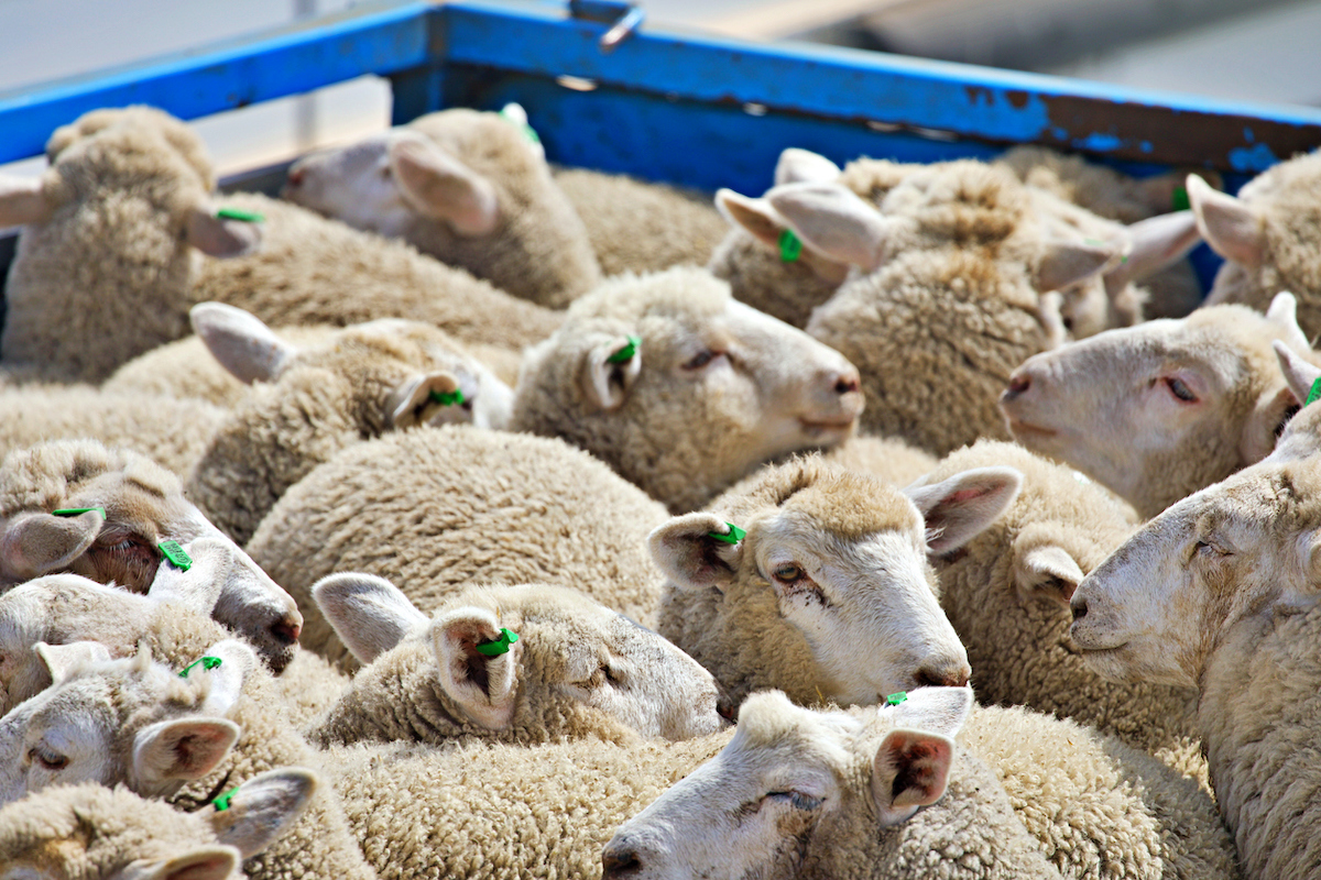 Photo: iStock / Peter Schaefer