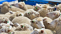 Photo: iStock / Peter Schaefer
