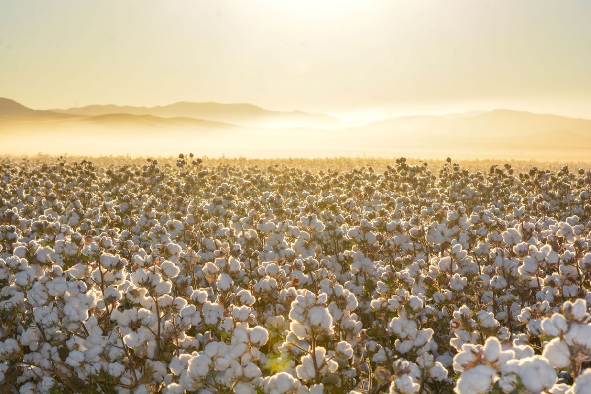 Photo: iStock.com/Wirestock