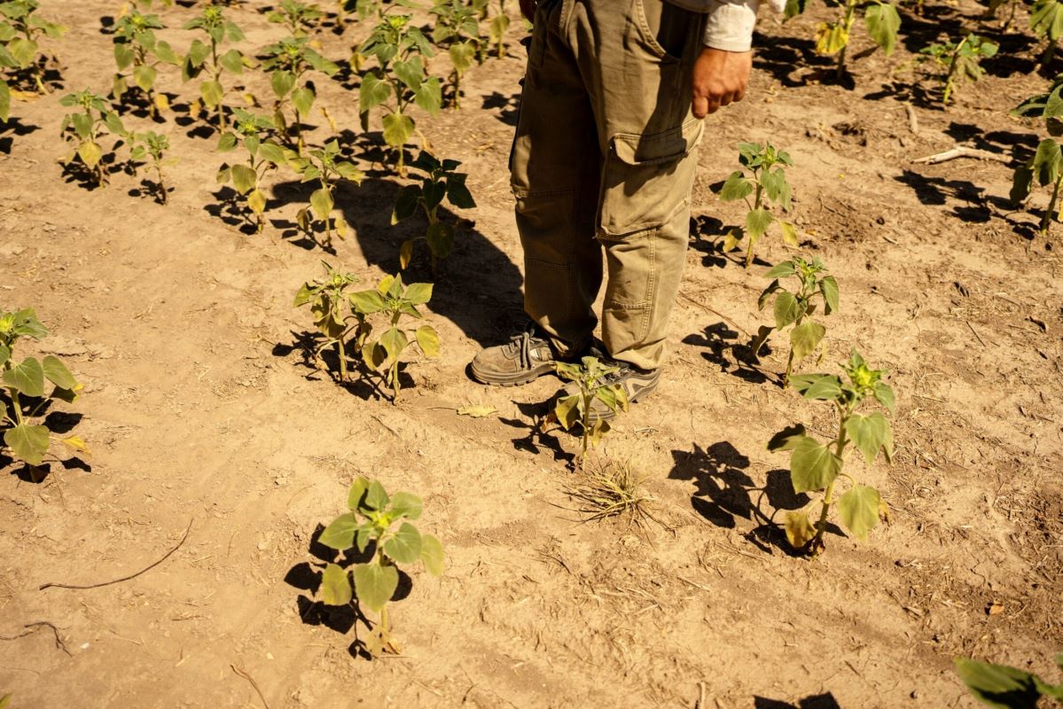La Niña can lead to droughts in South America. Photographer: Sebastian Lopez Brach/Getty Images
