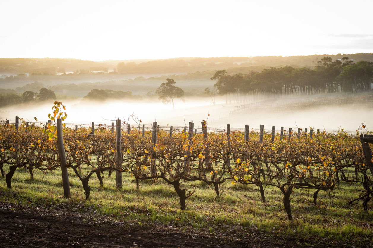dawn in the vineyards