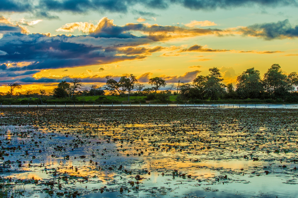 The Pantanal wetlands in Brazil. Photo: iStock / filipefrazao