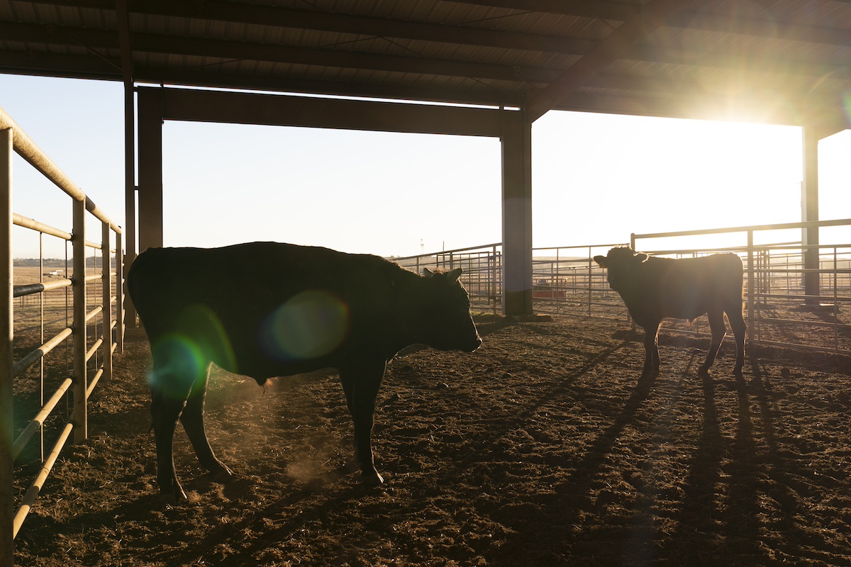 Beef cattle at a ranch. Photographer: Nick Oxford/Bloomberg