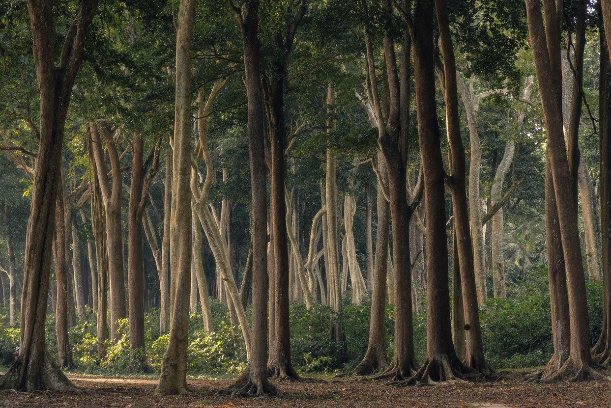 A forest at the edge of Radhanagar beach of Havelock or Swaraj Dweep island in Andaman and Nicobar archipelago. Photo: iStock/Vladimir Borzykin