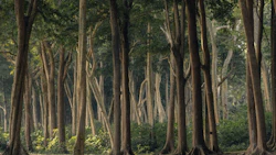 A forest at the edge of Radhanagar beach of Havelock or Swaraj Dweep island in Andaman and Nicobar archipelago. Photo: iStock/Vladimir Borzykin