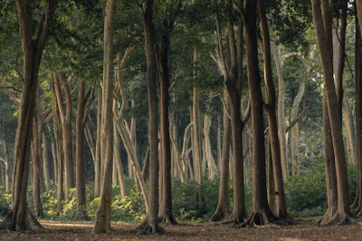 A forest at the edge of Radhanagar beach of Havelock or Swaraj Dweep island in Andaman and Nicobar archipelago. Photo: iStock/Vladimir Borzykin