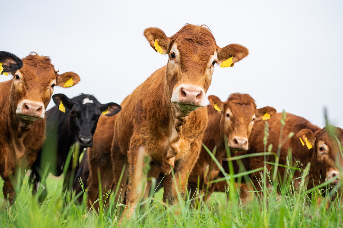 Photo: iStock / Yarphoto