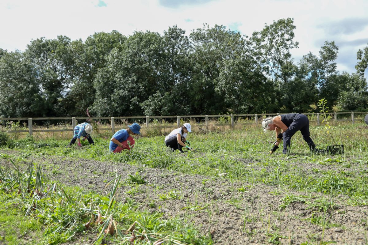 Workers in a field in the U.K., Aug. 2023. Photo: iStock/JABilton