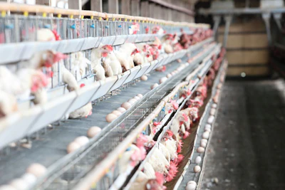 Which came first — the avian flu outbreak, or the hike in prices? Photo: iStock/K.INABA