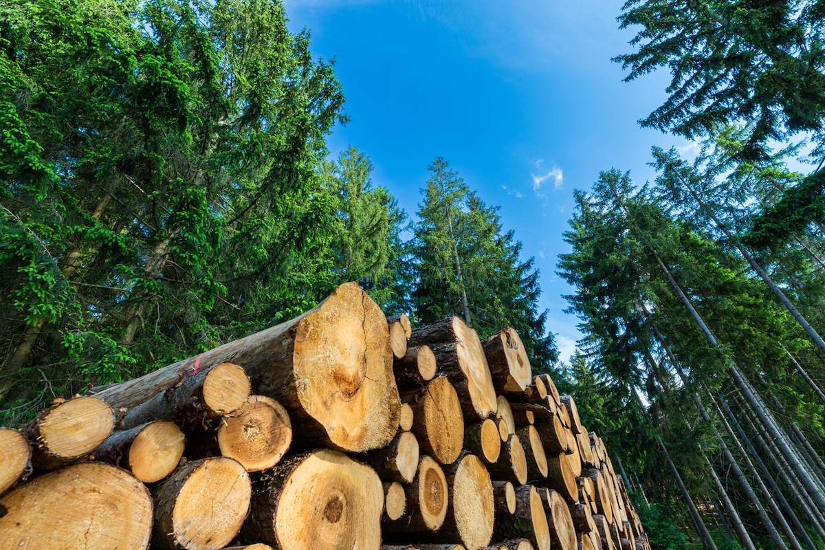 Photo: iStock / Andreas Balg