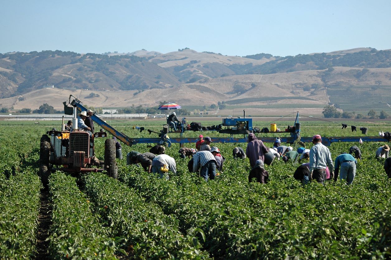 Farm workers harvesting yellow peppers in California. Photo: iStock/NNehring