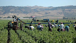 Farm workers harvesting yellow peppers in California. Photo: iStock/NNehring