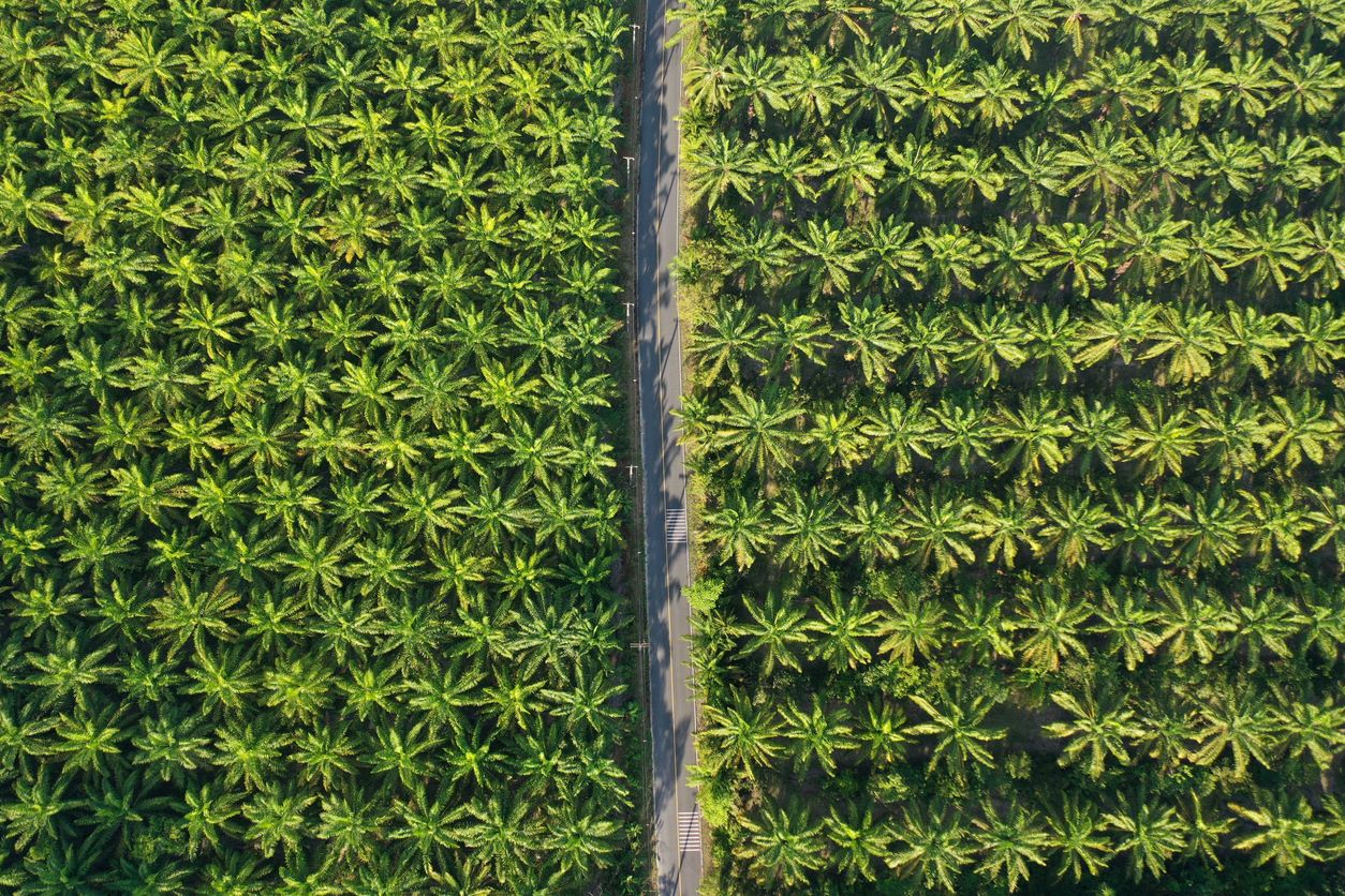 Photo: iStock/richcarey