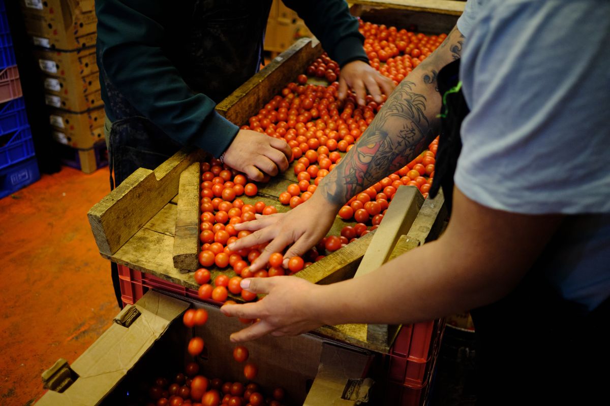 Workers select tomatoes at the wholesale area of a market in Mexico City, Mexico. Photographer: Mauricio Palos/Bloomberg