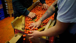 Workers select tomatoes at the wholesale area of a market in Mexico City, Mexico. Photographer: Mauricio Palos/Bloomberg