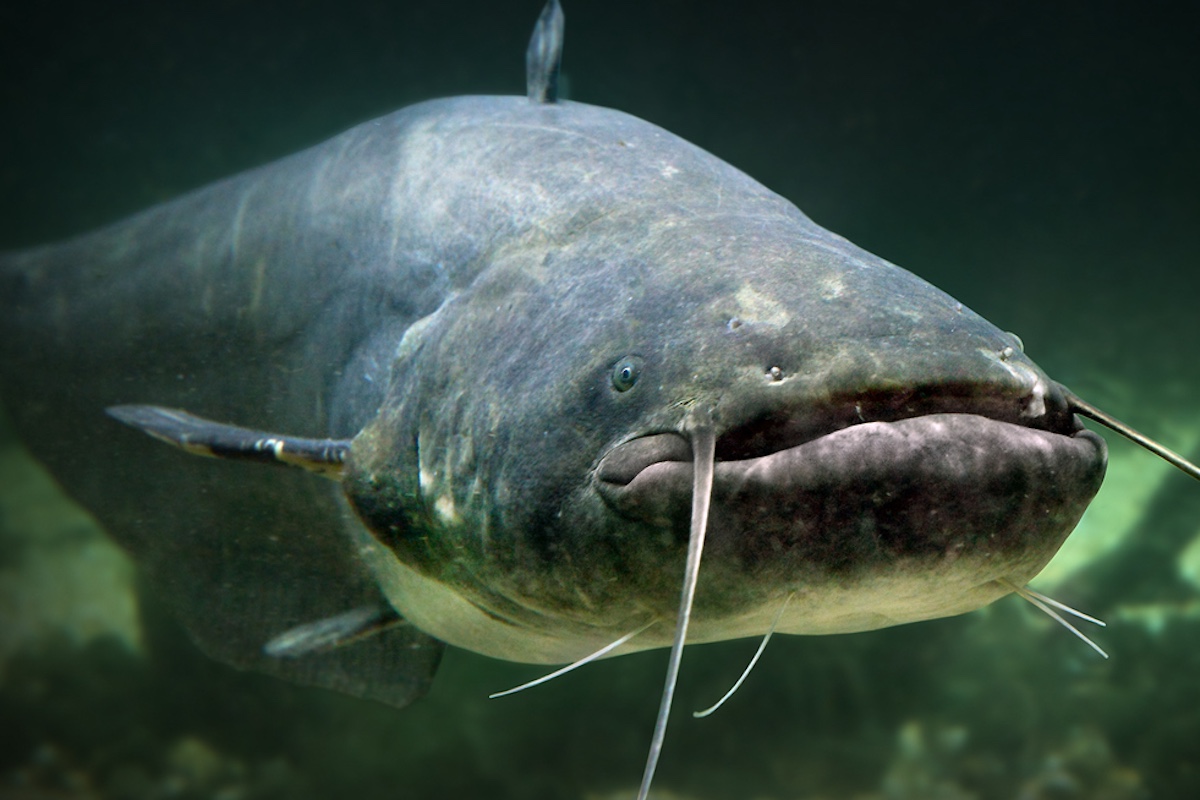 Photo: iStock / abadonian