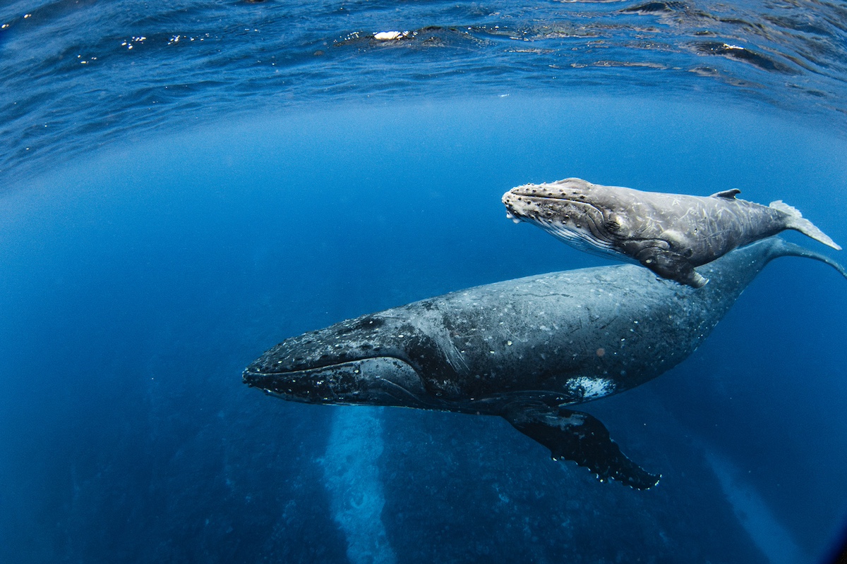 Photo: iStock / Phillip Thurston