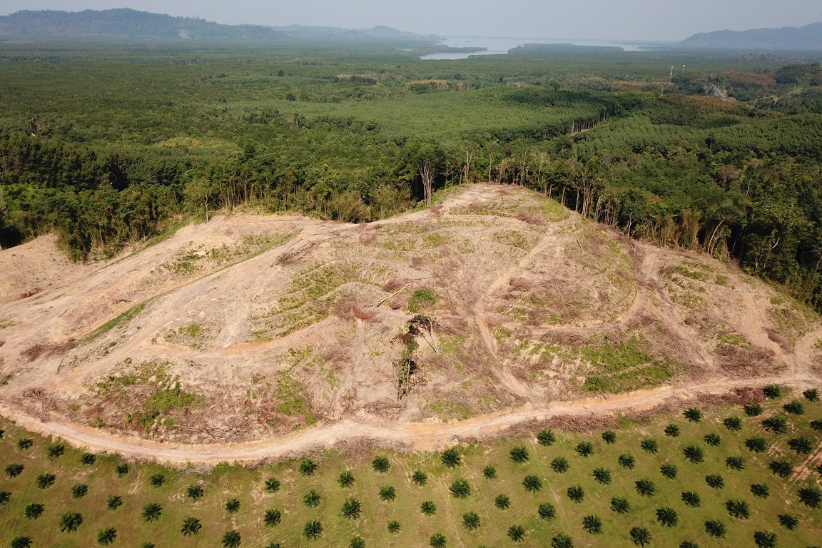 Palm oil cultivation. Photo: iStock/richcarey