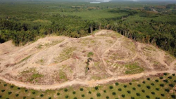 Palm oil cultivation. Photo: iStock/richcarey
