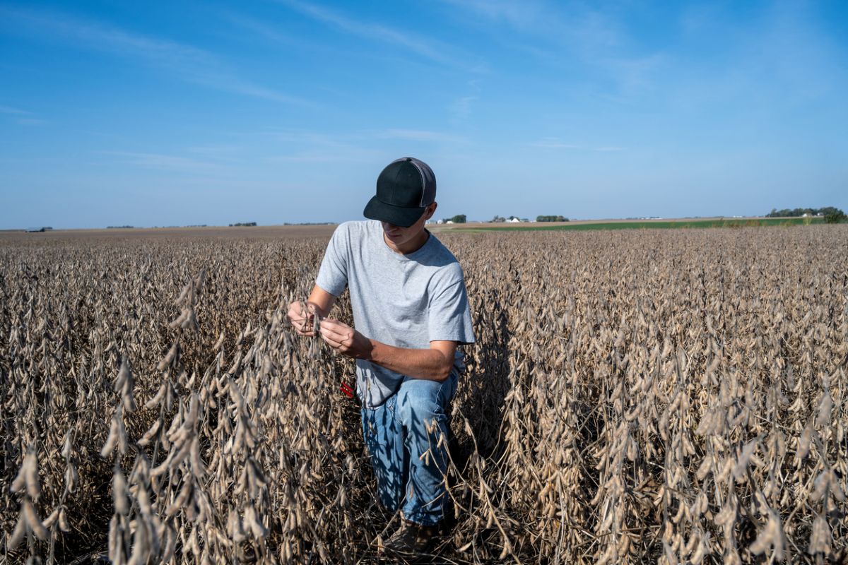 A midwest farmer checks soybeans before harvest. Photo: iStock/DS70